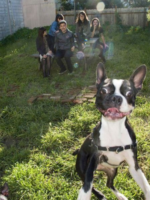 Fotos: cuando los perros arruinan la foto familiar perfecta