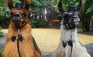 People Who Hate Humans Now Can Invite Llamas In Bowties To Their Weddings Instead