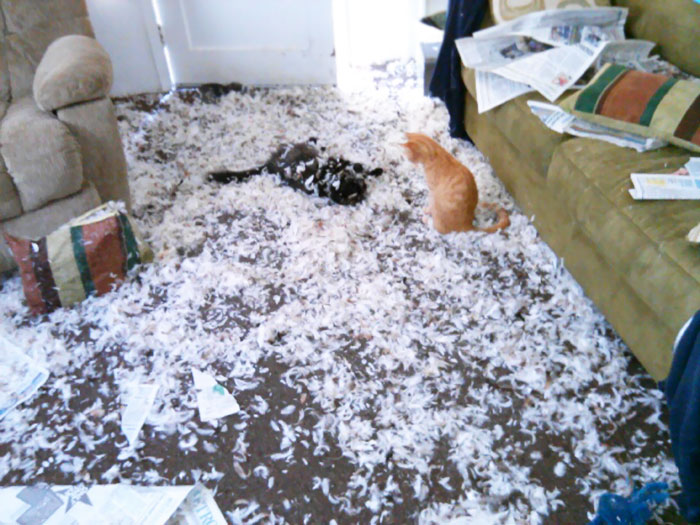 Fotos: cuando las mascotas se quedan solas en casa y hacen un completo desastre