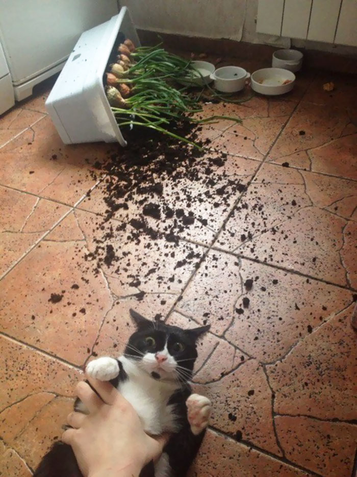 Fotos: cuando las mascotas se quedan solas en casa y hacen un completo desastre