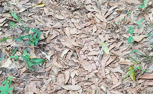 The Internet Is Going Crazy Trying To Find The Camouflaged Snake In This Picture – Can You Find It?