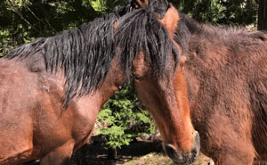 Can You Tell Which Horse This Head Belongs To?