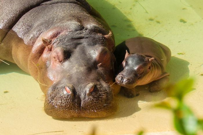 Baby Hippos