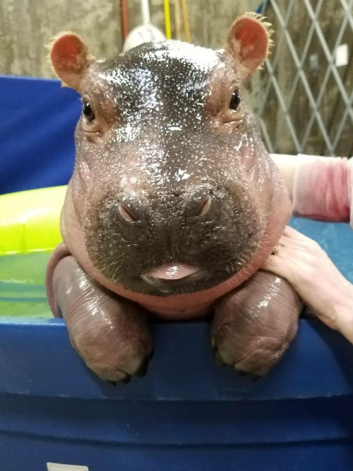 Baby Hippos