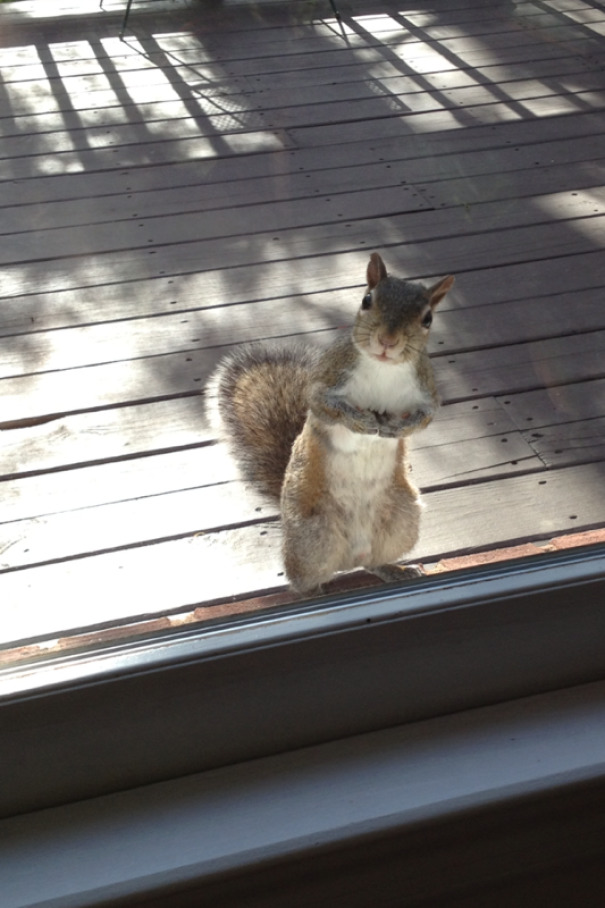 Every Morning My Grandmother Feeds This Squirrel A Peanut, So Every Morning It Shows Up At Her Door. This Was Him Today