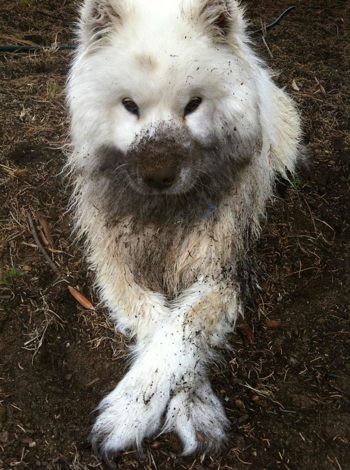 Just Washed My Dog, I Think Its Safe To Say The Games Are Over