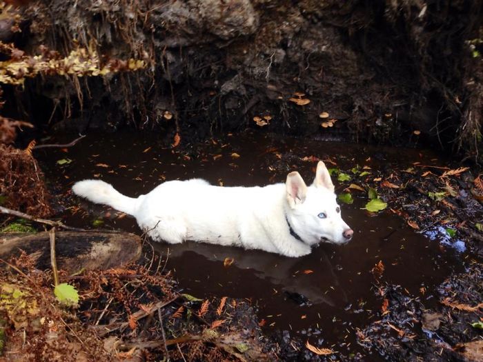 My White Husky's Favourite Thing To Do Is Lay In Mud