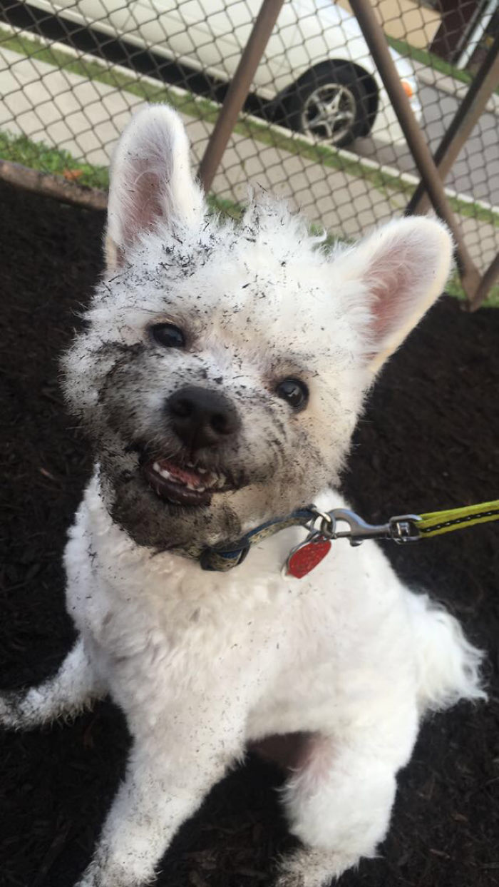 That's One Dirty Mischievous Pupper.. And He Knows It!