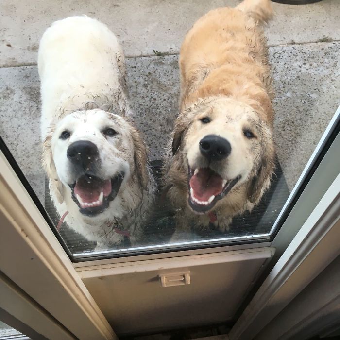 Just Gave These Two Assholes A Bath...