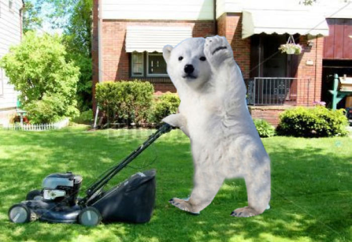 La foto de un oso polar cachorro saludando a la cámara que desató una lluvia de memes