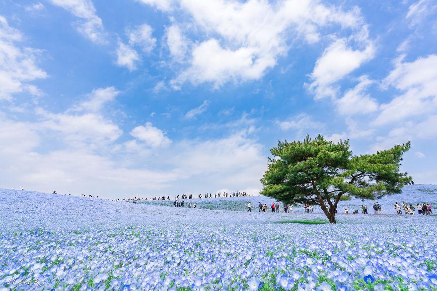  pictures millions nemophila harmony hitachi seaside park japan 
