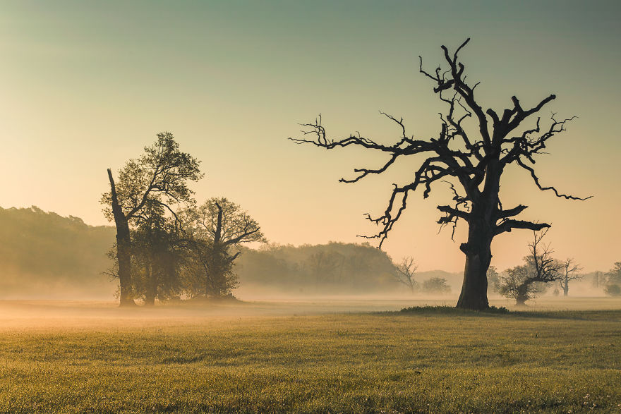  photographed monumental unreal rogalin oaks 