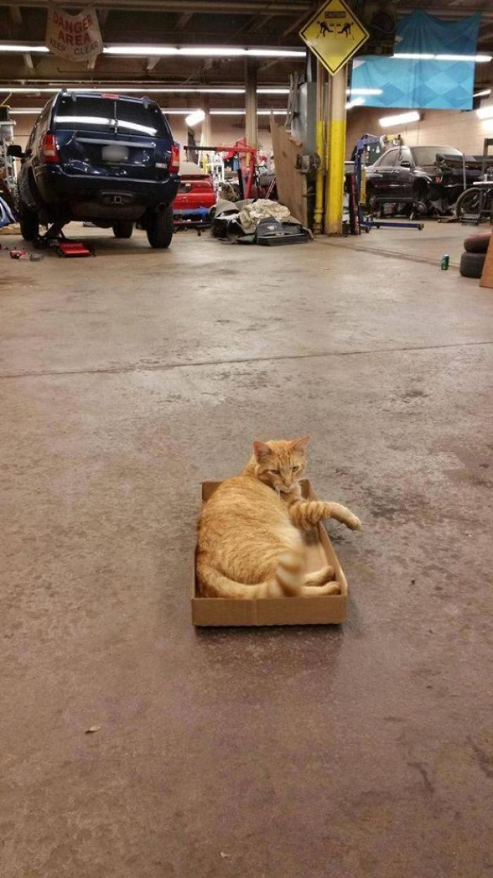 We Were Hearing Some Noises In Our Shop, So We Set A Live Trap And Caught This Guy