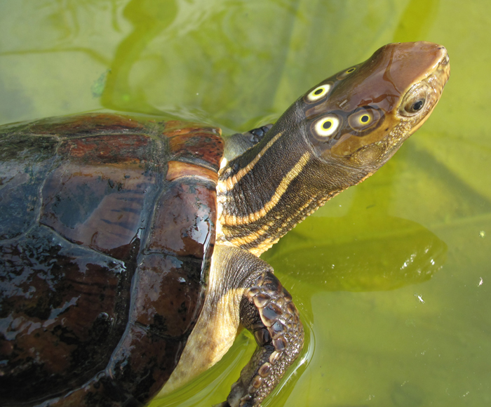 Four-eyed Turtle