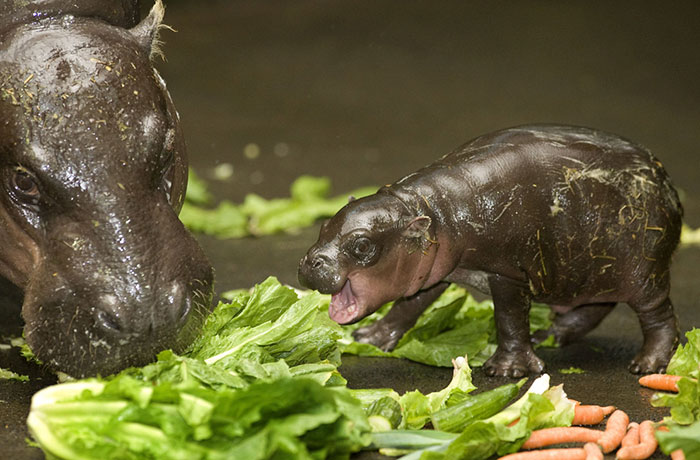 Pygmy Hippopotamus Meets Salad