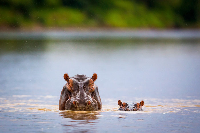 Baby Hippoaby Hippo