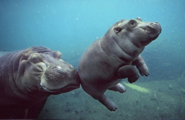 Cute Baby Hippos
