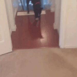 Our Pit Bull Queso Deals With His Fear Of Walking Into A Room By Walking In Backwards