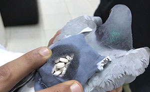 Pigeon Gets Caught Trying To Smuggle Almost 200 Ecstasy Pills Across The Border
