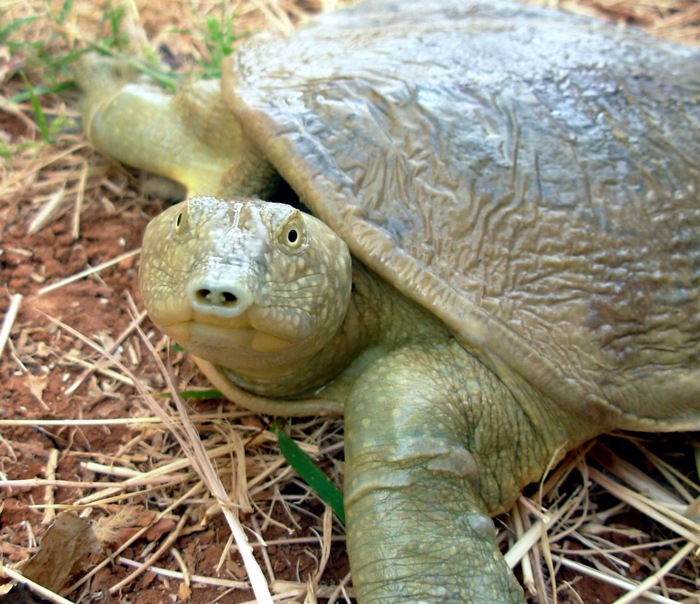 Euphrates Softshell Turtle