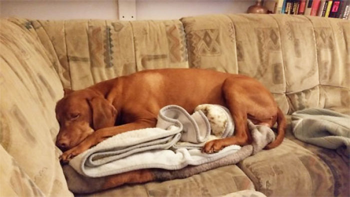 No le dejamos subir al sofá, pero esa manta no es el sofá...