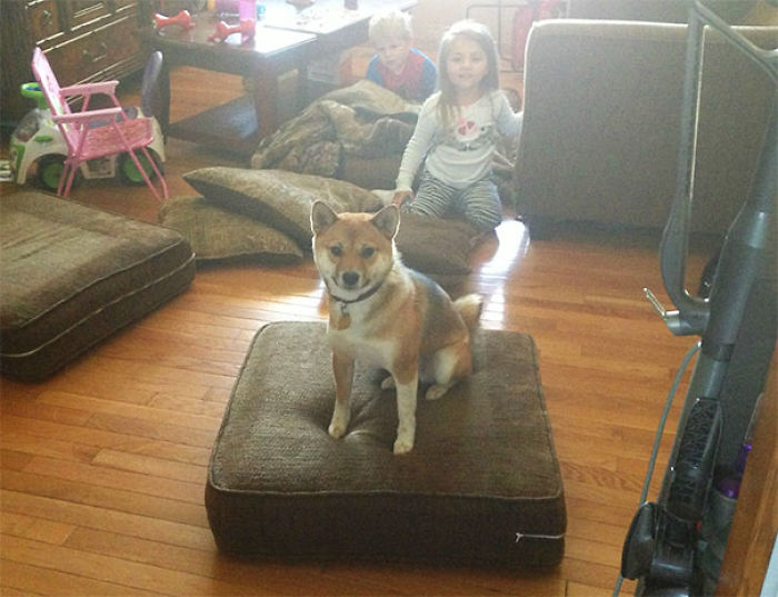 No le dejamos subir al sofá, pero después de que los niños tiraran los cojines se aprovechó