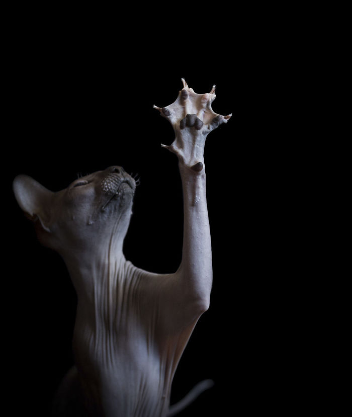 10+ Hairless Cat Photos That Will Remind You Of Aliens
