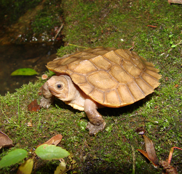 Sulawesi Forest Turtle