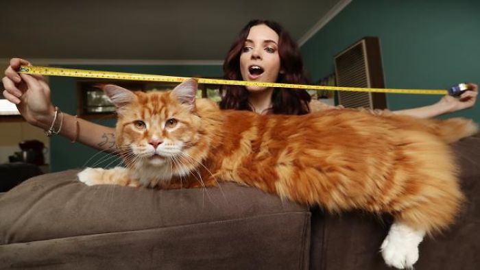 longest-cat-world-omar-australia-591c4a5