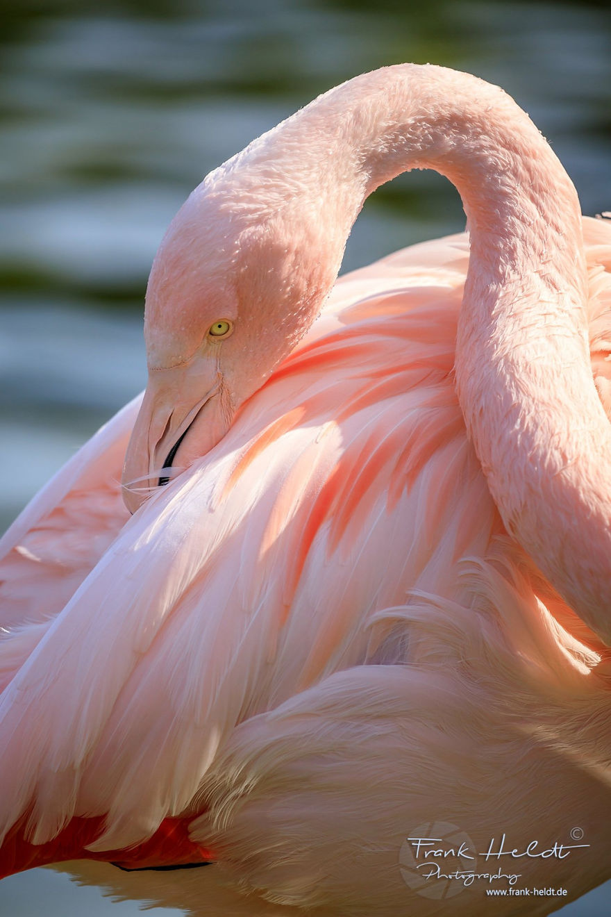 GOLDEN WIRES Dzień flaminga 23 czerwca.