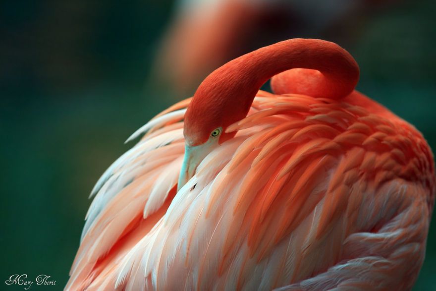 Dzień flaminga - 23 czerwca. Pink Flamingo Day - 23rd of June.