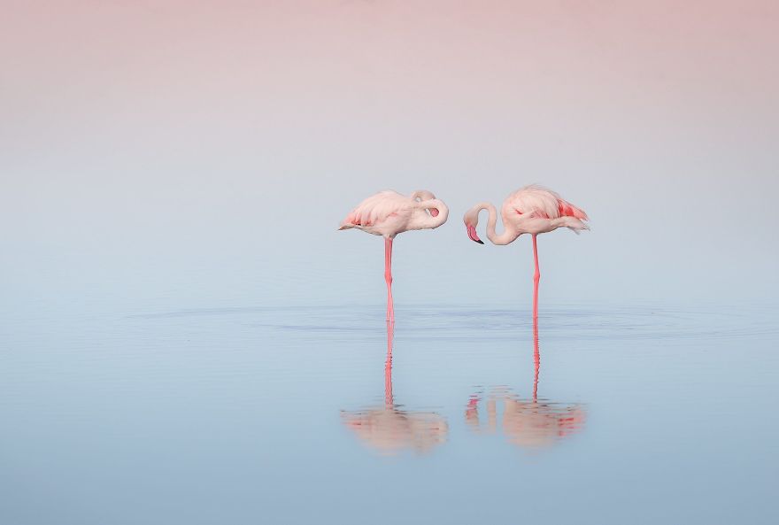 Dzień flaminga - 23 czerwca. Pink Flamingo Day - 23rd of June.