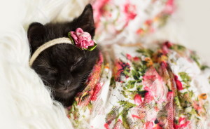 Newborn Kitten Photoshoot That I Did To Celebrate My Daughter's New Cat