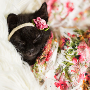 Newborn Kitten Photoshoot That I Did To Celebrate My Daughter's New Cat