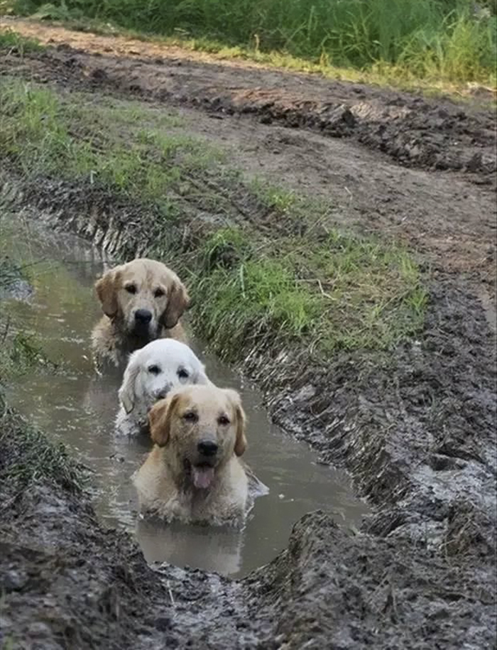 Dogs In Mud
