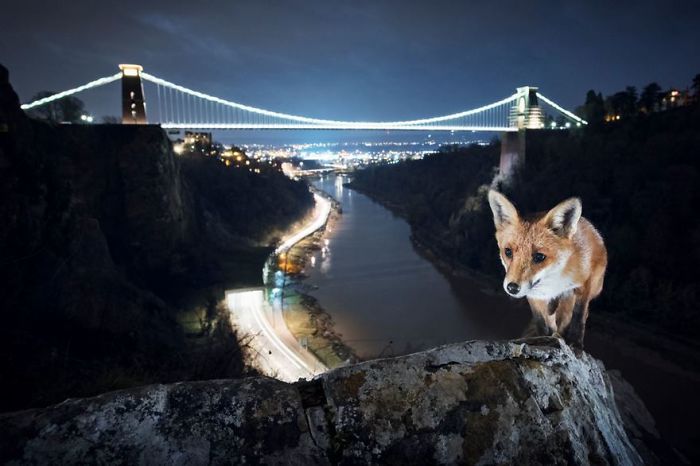 Red Fox, Bristol, Uk