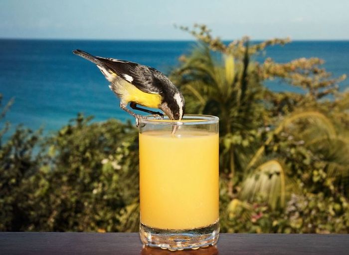 Bananaquit, Tobago
