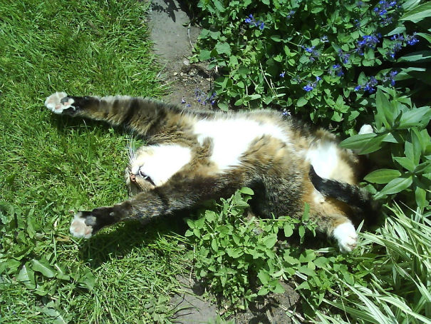 Just My Cat Enjoying Some Catnip In The Sun. He Was Seriously Sleeping Like This