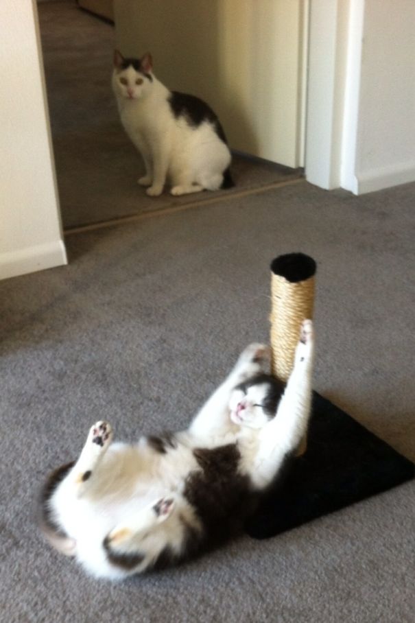 Catnip + Cat Pole: Awkward Family Situation (Mother And Son)