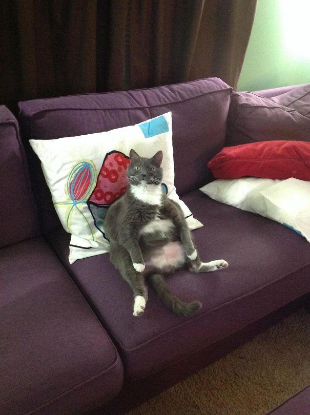 Our Cat Gets High On Catnip, Then Sits On The Couch And Watches Family Guy For Hours. I Walked In On Her Like This