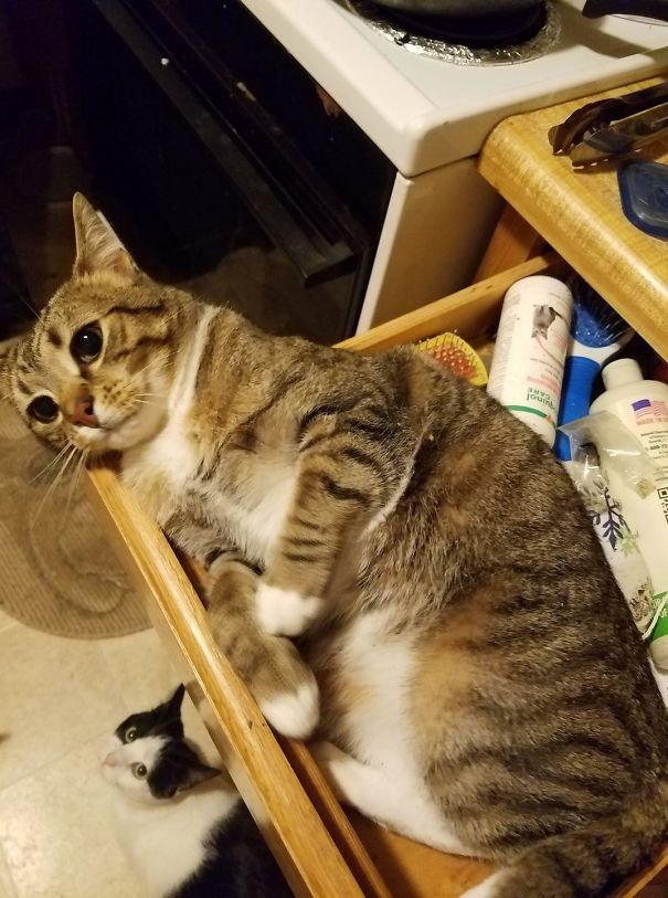 My Kitten Found The Catnip Drawer And Immediately Had An Existential Crisis