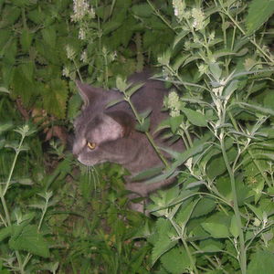 Mr. Fogg Is So High In His Catnip Garden That The Photo Blurred.