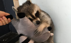 10+ Trash Panda Pics That Prove They're The Cutest Animal In The World