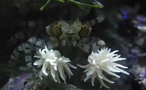 These Crabs Use Sea Anemones As Boxing Gloves To Fight Their Enemies, But They Look Like Cheerleaders