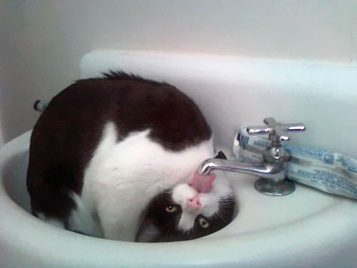 cat-drinking-water-5939468464d24__700.jpg
