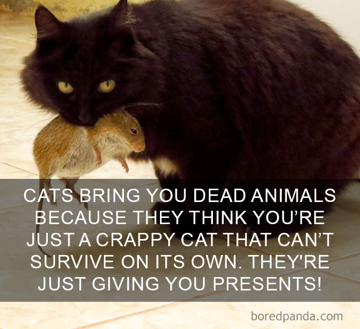 You Probably Weren’t Aware Of These Cat Facts! – Only OMG