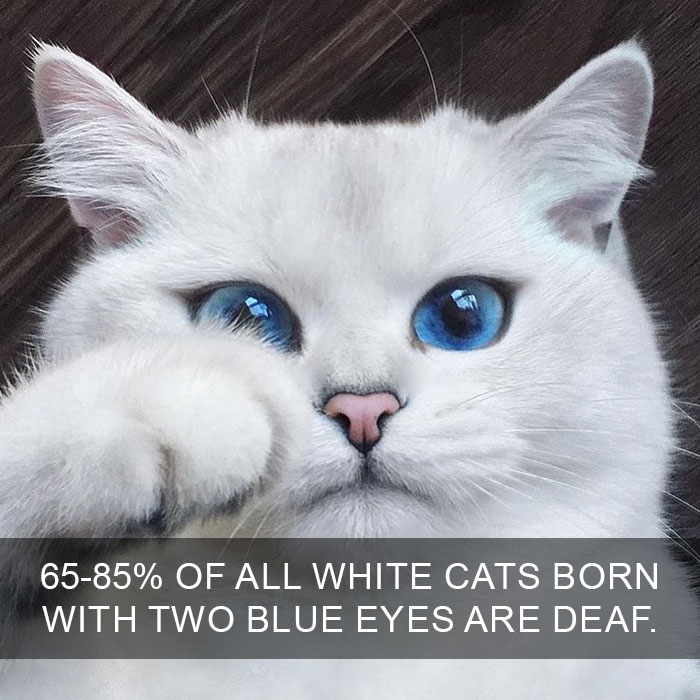 You Probably Weren’t Aware Of These Cat Facts! – Only OMG
