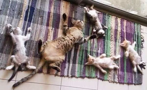 10+ Cats Who Love Sun More Than Anything