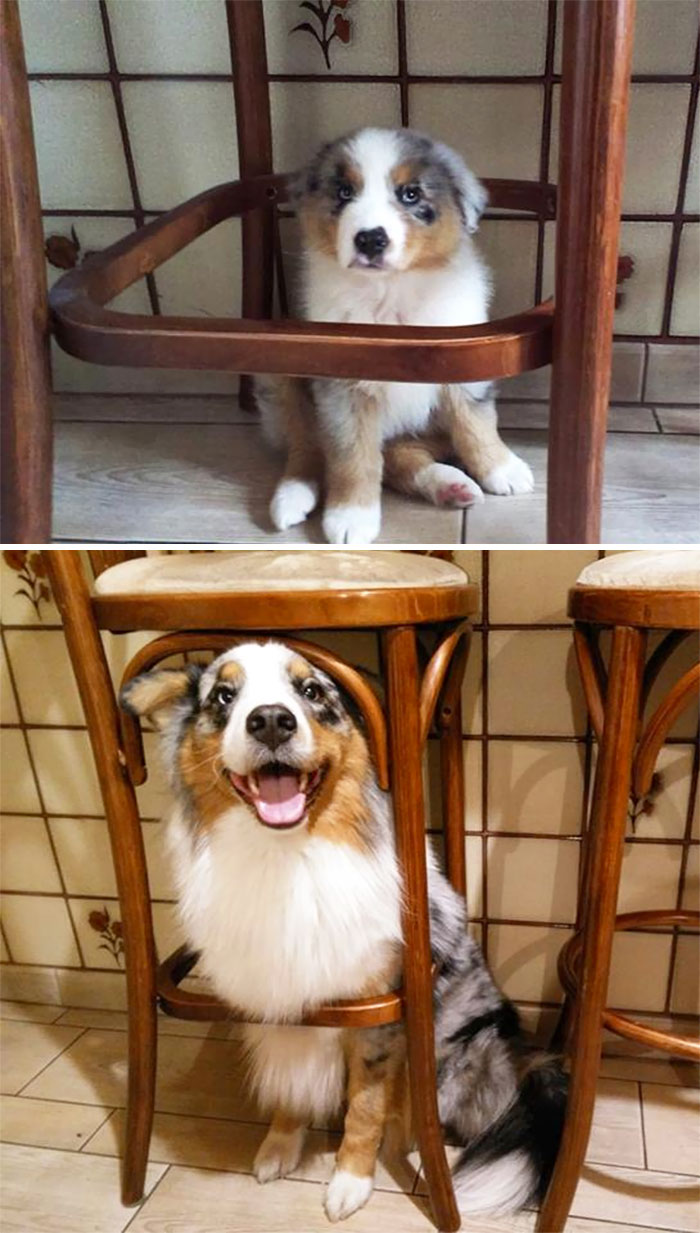 perros antes y después