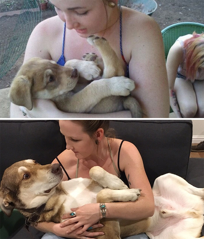 perros antes y después
